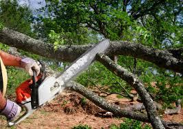 Trusted Hooper, NE Tree Services Experts
