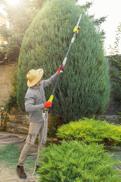Best Hazardous Tree Removal  in Hooper, NE